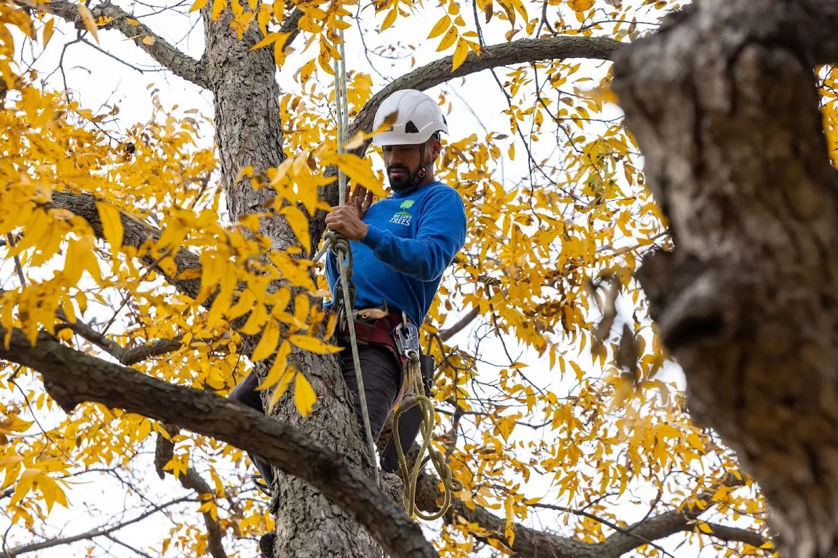 Skilled Tree Planing crew working in Elizabethtown